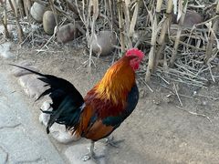 -西霞口神雕山野生动物世界