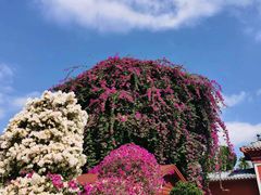 -三亚南山文化旅游区