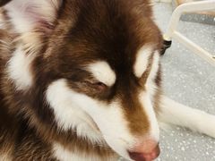 -Let's go狗咖·猫咖·奶狗·桌游(春熙路IFS店)