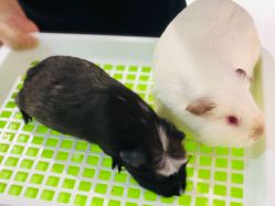 -Moni星球萌宠·小马宝莉·灵蛇·高端高阶全萌宠互动体验俱乐部(红豆国际广场店)