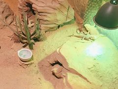 -正佳雨林生态植物园