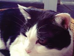Anne猫窝咖啡屋-Anne猫窝咖啡屋