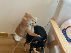 -柴犬小屋·柴餐厅·狗咖食堂(金鼎广场店)