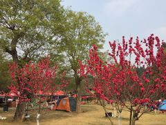 -秀丽东方