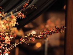 -夏朵花园(复兴西路店)