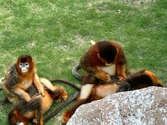 -西霞口神雕山野生动物世界