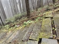 -武陵山森林公园