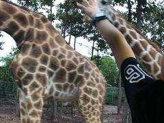 -清迈夜间动物园