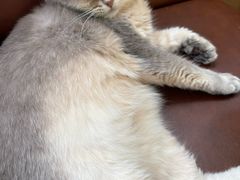 -MOCHA明星猫咖(田子坊店)