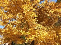 -南岳衡山风景名胜区-南岳大庙