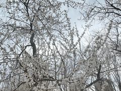 -长白岛森林公园