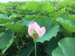 -莲花池公园