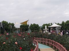 -百万葵园