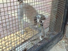 android_upload_pic-石家庄市动物园