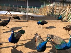 -萌宠亲子动物乐园(槐房万达店)