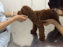 爱侣宠物医院(灵石路总店)-爱侣宠医·鹦鹉专科·小型哺乳类·异宠专科(灵石路店)