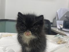 -中农大我爱我爱动物医院·核磁CT·猫病·24小时夜诊中心(石佛营店)