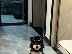 -翊宠yipet猫狗购宠庄园犬舍•猫舍