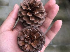 -铁山坪森林公园