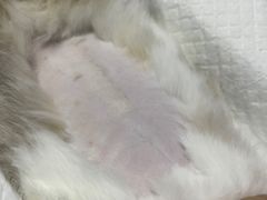 -pd派德宠物中心医院24H急重症·眼科中心·血液透析中心(嵩山北路店)