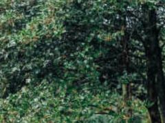 -祁门牯牛降观音堂风景区