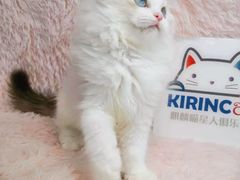 -十年猫舍·猫咪专门店(普陀店)