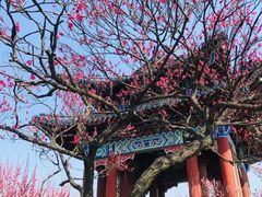 -梅花山(明孝陵内)