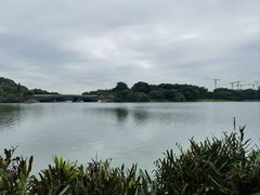 -华侨城湿地公园