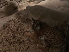 -清迈夜间动物园
