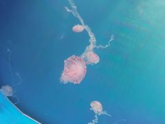 -左海海底世界