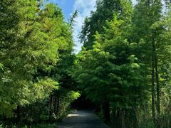 -溱湖国家湿地公园