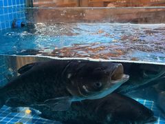 -浔味·山屿湖·正宗全鱼宴老字号