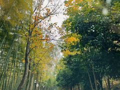 -潜山国家森林公园