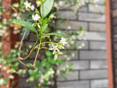 -四川大学(华西校区)