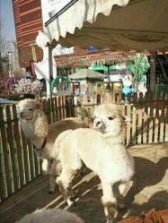 -萌宠亲子动物乐园(槐房万达店)