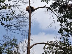 -中国大熊猫保护研究中心雅安碧峰峡基地