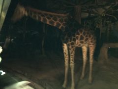 -清迈夜间动物园