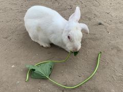 -前小桔亲子创意农场·草莓采摘·露营烧烤