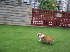 -创凡宠物医院·骨专科  猫科中心(西乡分院)