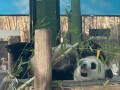 -栾川竹海野生动物园