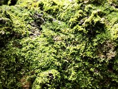 -水濂山森林公园