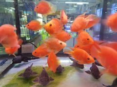 -三旗百汇商品城