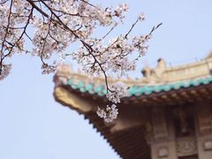 -武汉大学-樱园