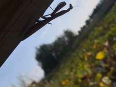 -羊亭河湿地公园