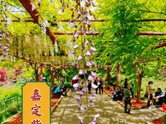 -嘉定紫藤园