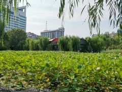 -莲湖公园