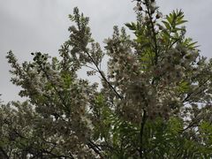 -长春公园(普阳街道)