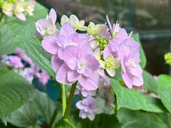 -大妙火锅·非物质文化遗产(东湖公园店)