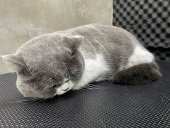 -PETKIT小佩宠物·低压洗护(国顺东路店)