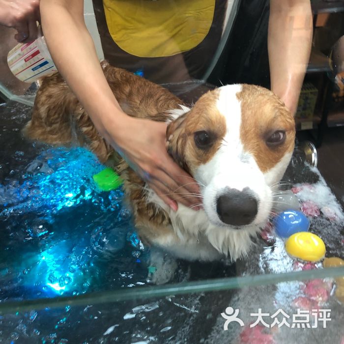 萌它宠物图片-北京宠物店-大众点评网